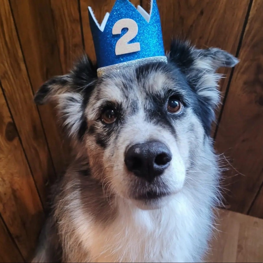 Pet Birthday Crown